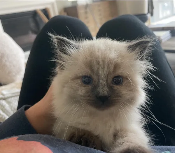 A fluffy rescued cat