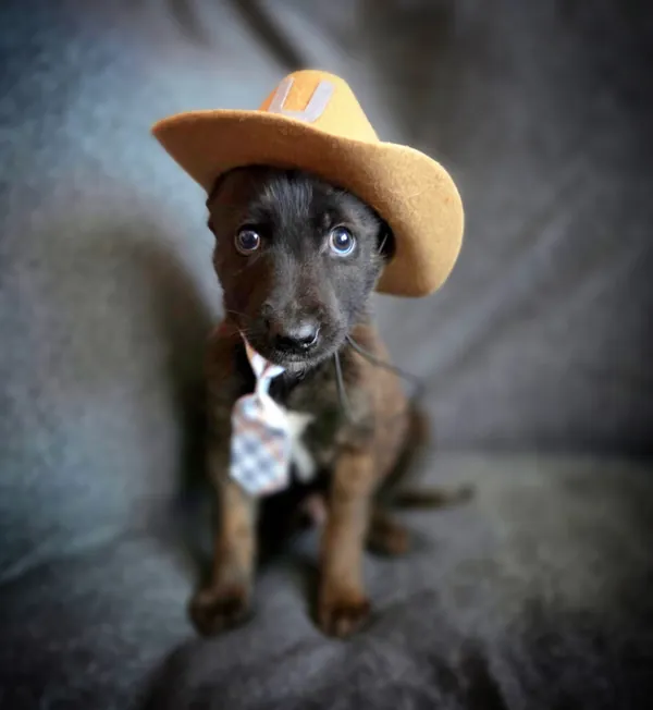 A rescued puppy in a little hat