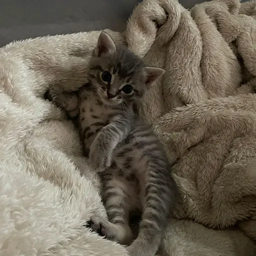 A cat curled on a blanket