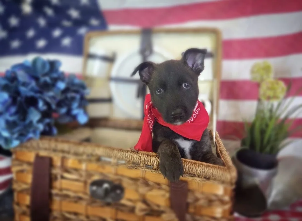 A puppy sitting in a basket