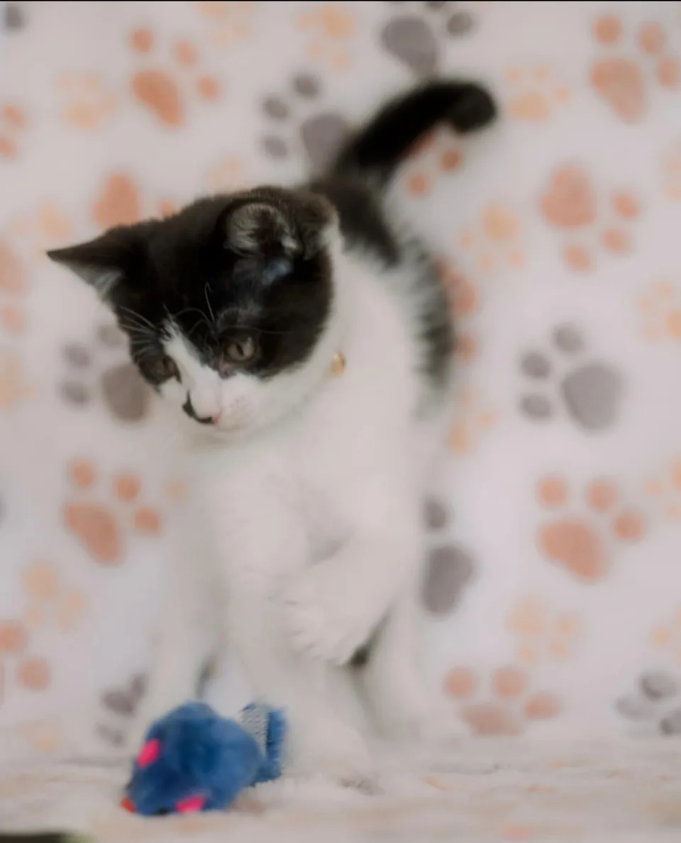 A rescued black-and-white kitten playing with a toy mouse