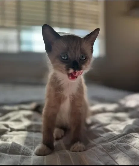 A rescued kitten looking at the camera