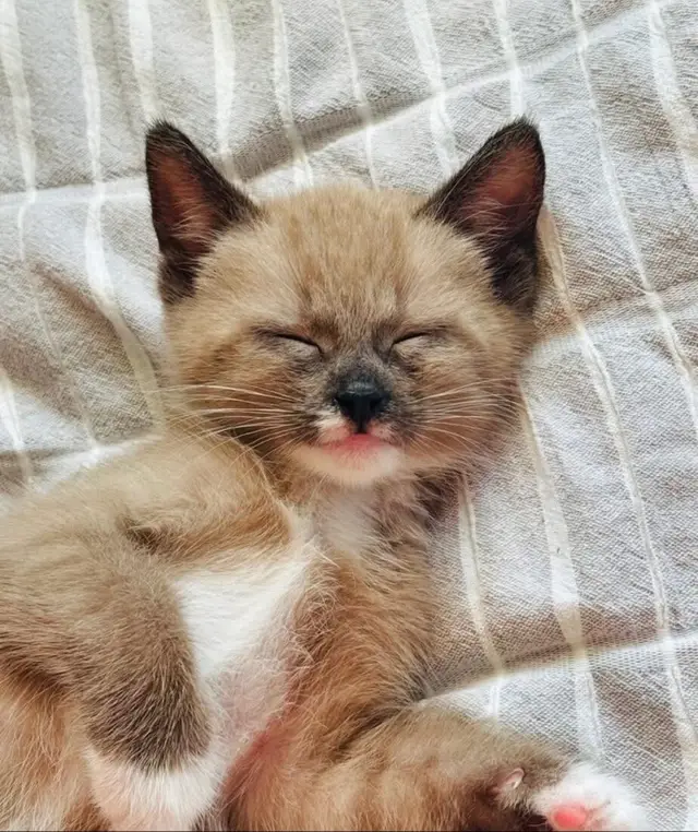 A rescued kitten sleeping on a soft blanket