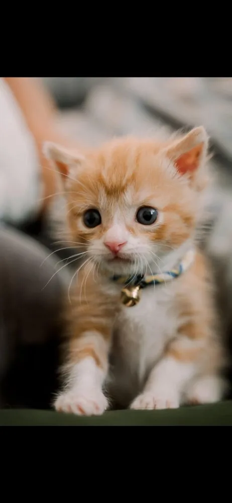 A rescued orange-and-white kitten wearing a bell collar