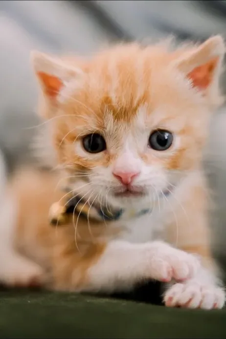 A rescued orange kitten