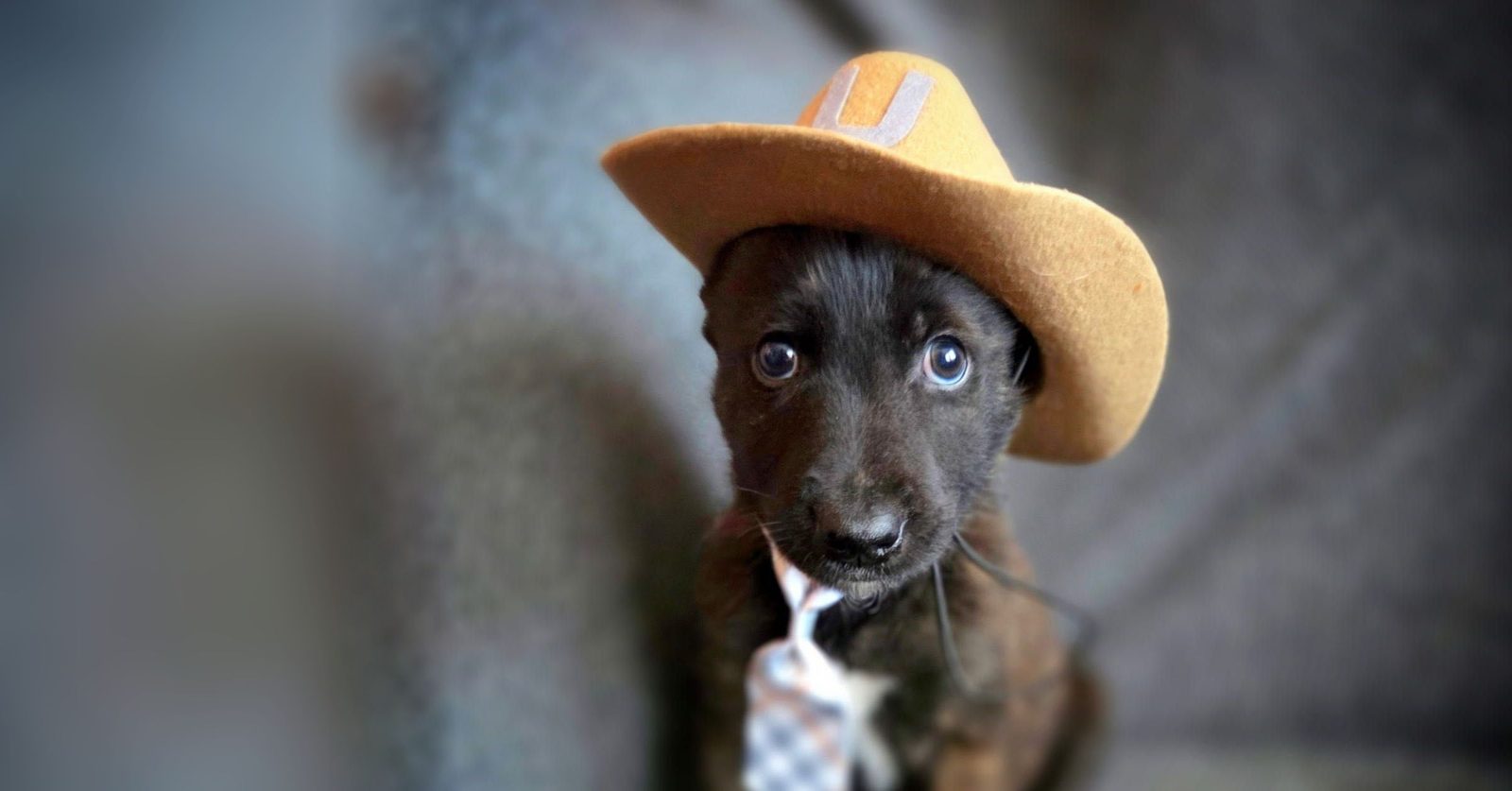 A rescued puppy wearing a little tan cowboy hat, looking up at the camera