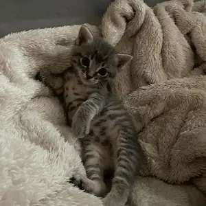 A rescued cat curled up on a blanket