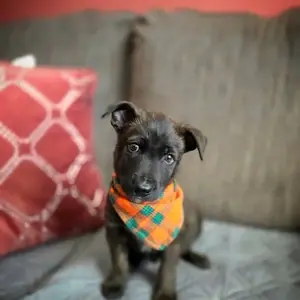 A rescued puppy wearing a plaid bandana