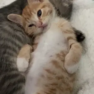Two rescued kittens cuddled together